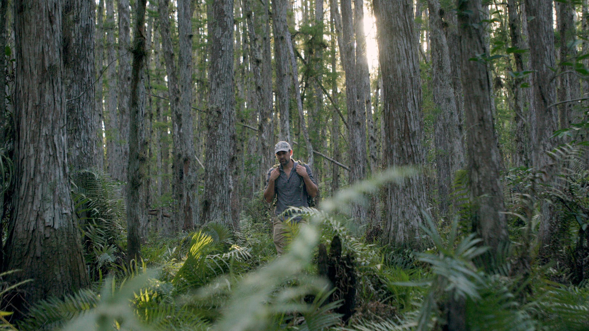 Brian Kelly hiking among cypress in Florida