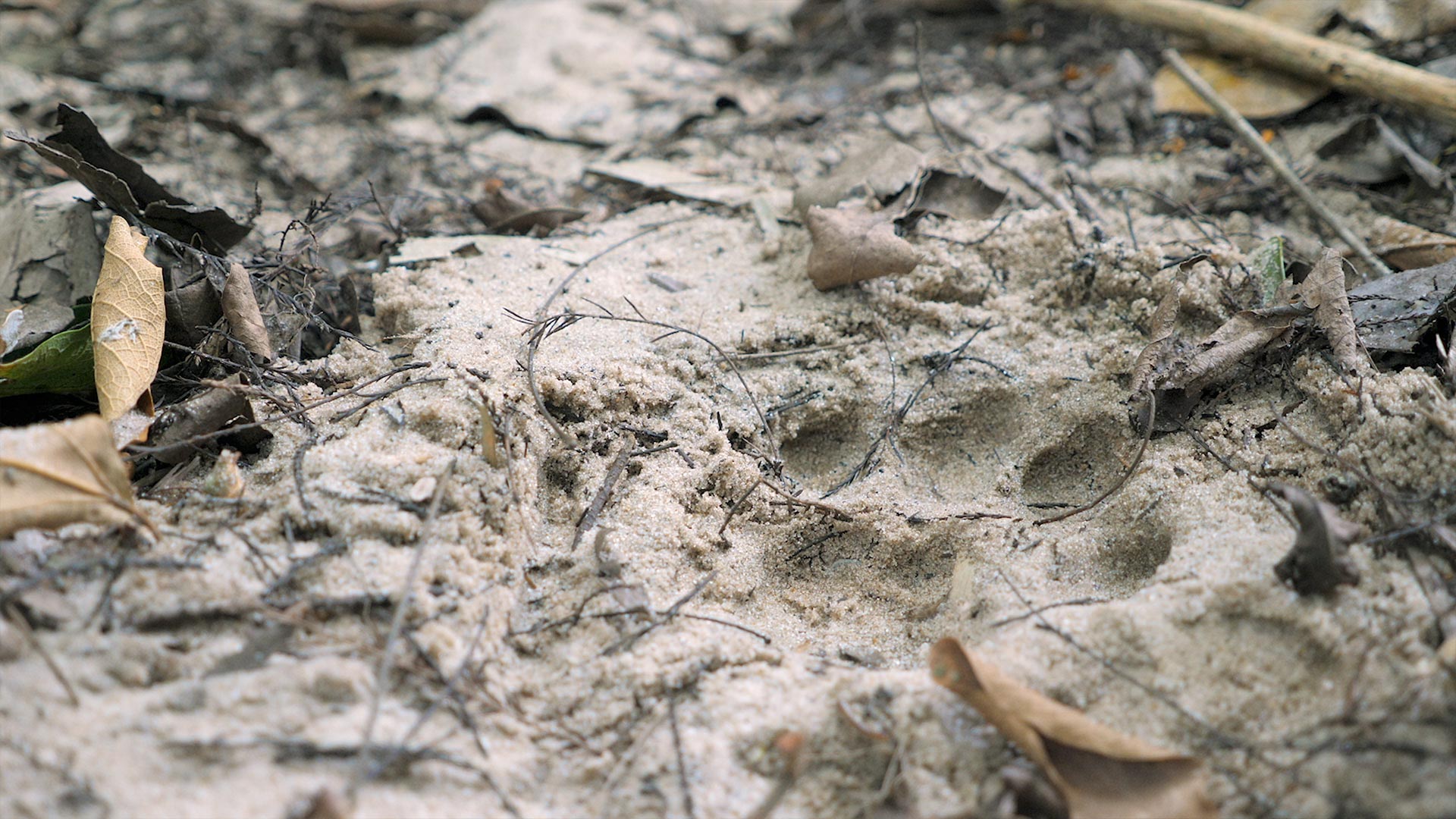 Florida Panther print in the sand