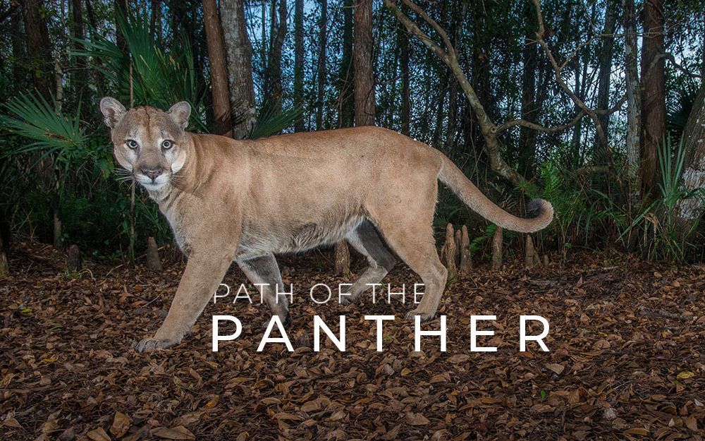 Path of the Panther - In production